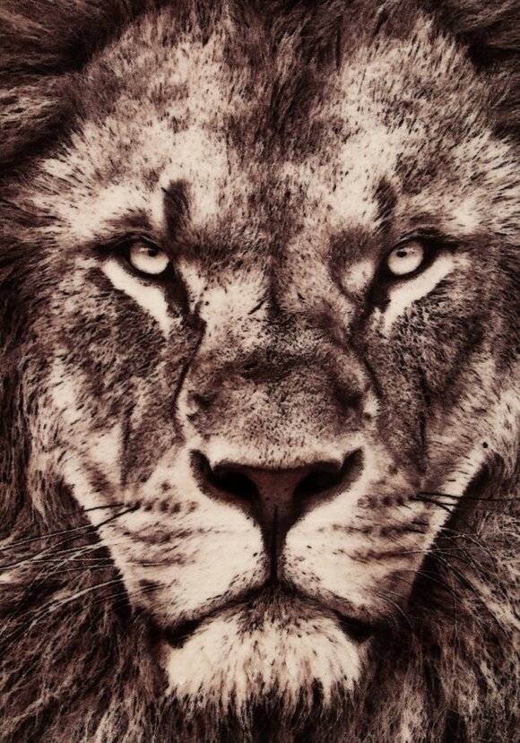 Плед-покрывало с принтом шир.  580, рис. 19