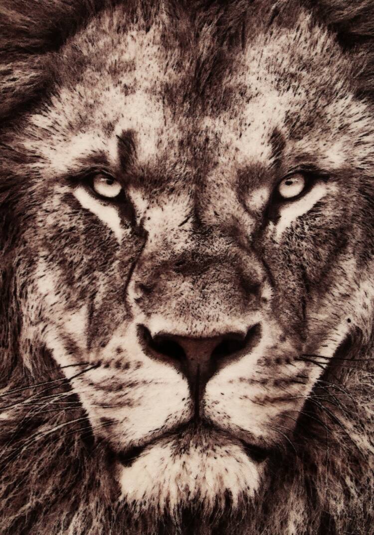 Плед-покрывало с принтом шир.  750, рис. 19