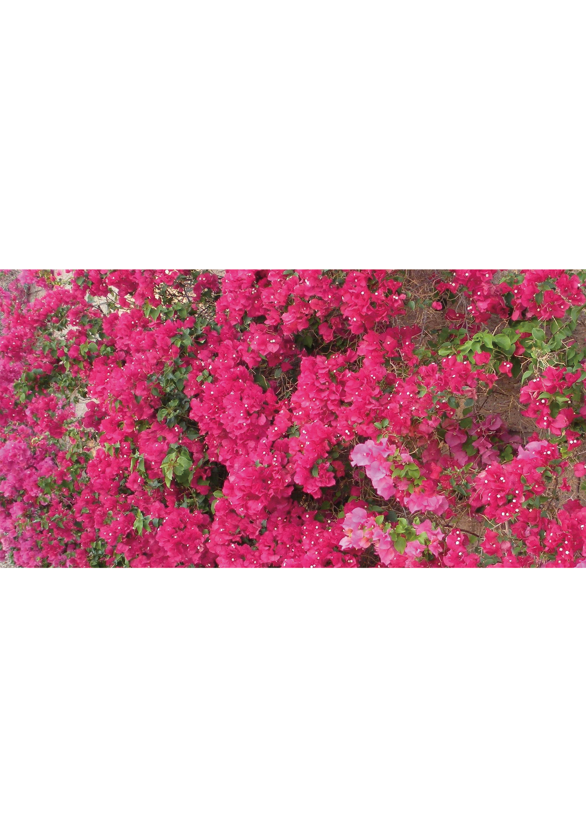 Садовый фотофасад "Яркая жизнь" Leomax, цвет палисадник, размер 1 шт - фото 3