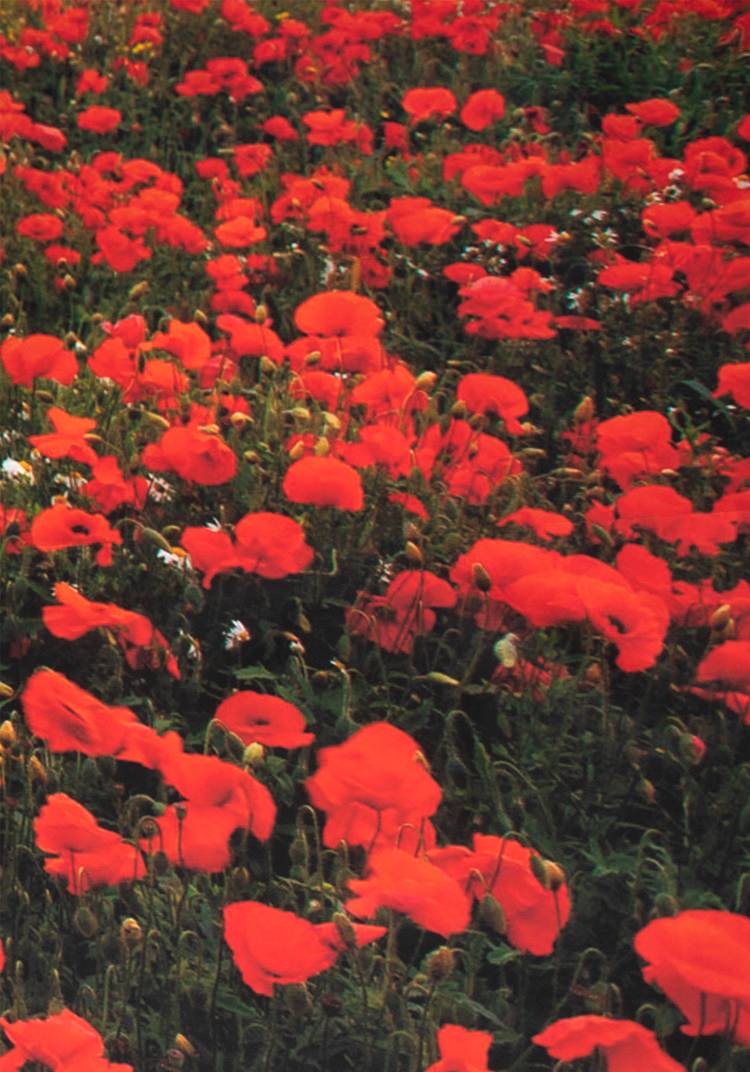 Декор для забора шир.  750, рис. 6