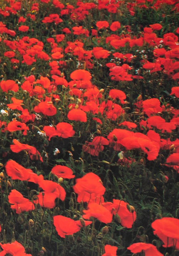 Декор для забора шир.  580, рис. 6