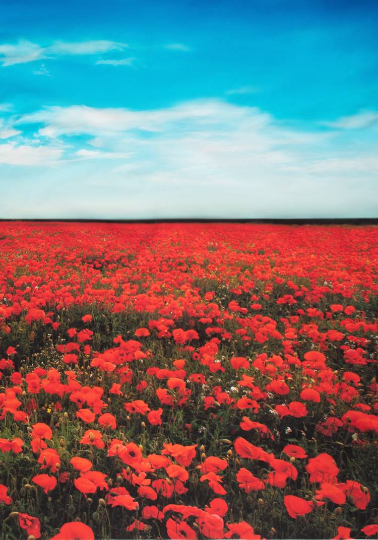 Декор для забора шир.  750, рис. 5