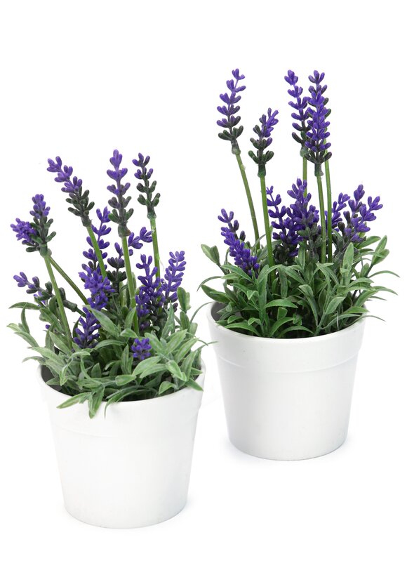 Растение в горшке "Лаванда", 2 шт. купить недорого в интернет-магазине ...