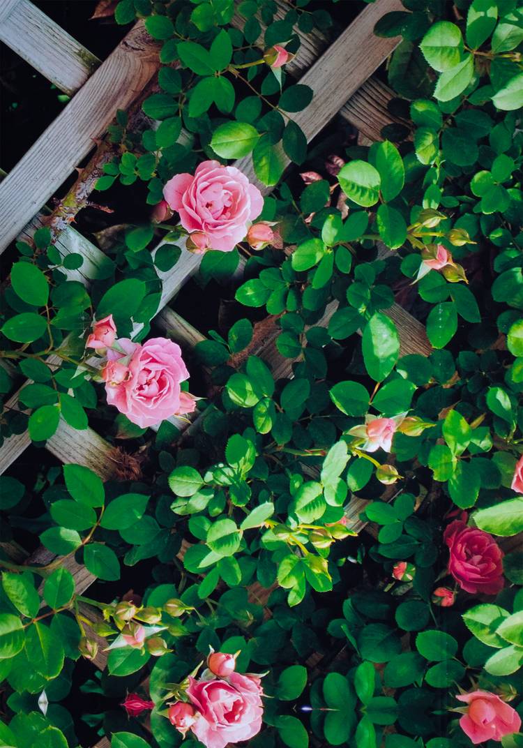 Декор для забора шир.  750, рис. 15