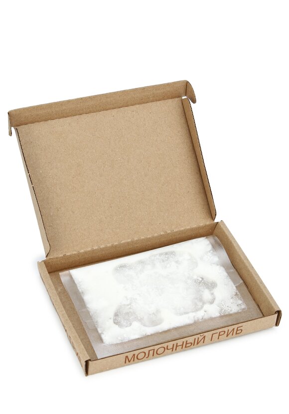 Выращенный молочный гриб Тибетский шир.  580, рис. 2