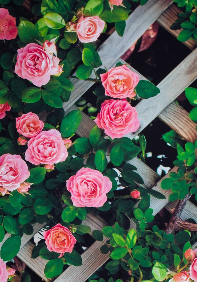 Декор для забора шир.  750, рис. 12