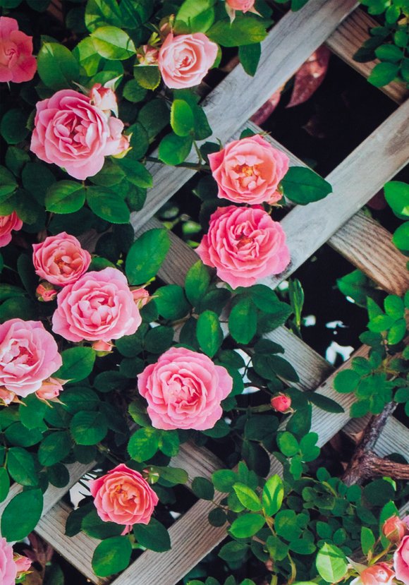 Декор для забора шир.  580, рис. 12