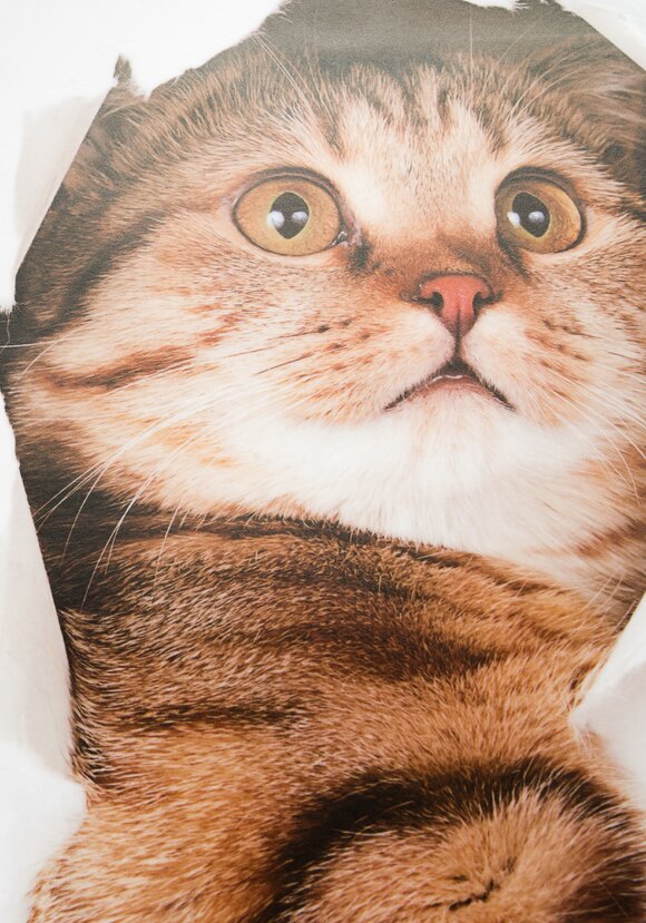 Наклейка интерьерная 3D Милая киса, 4 шт. шир.  580, рис. 9