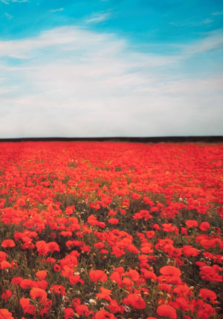 Декор для забора шир.  750, рис. 9