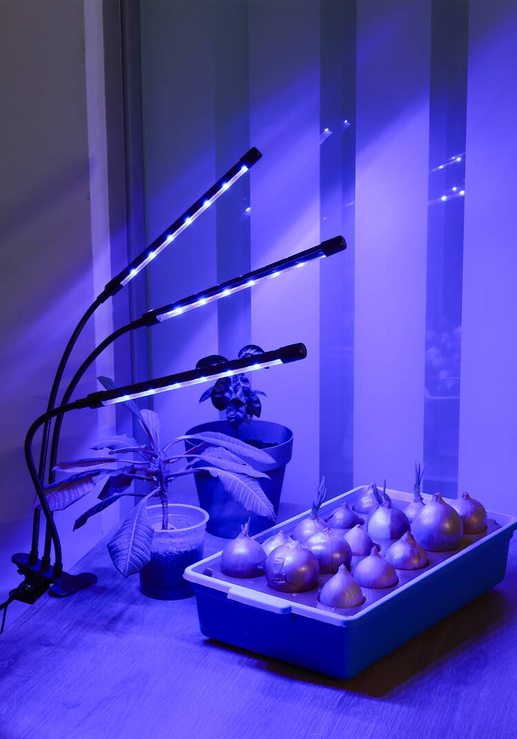 Фитолампа для растений на прищепке шир.  750, рис. 8