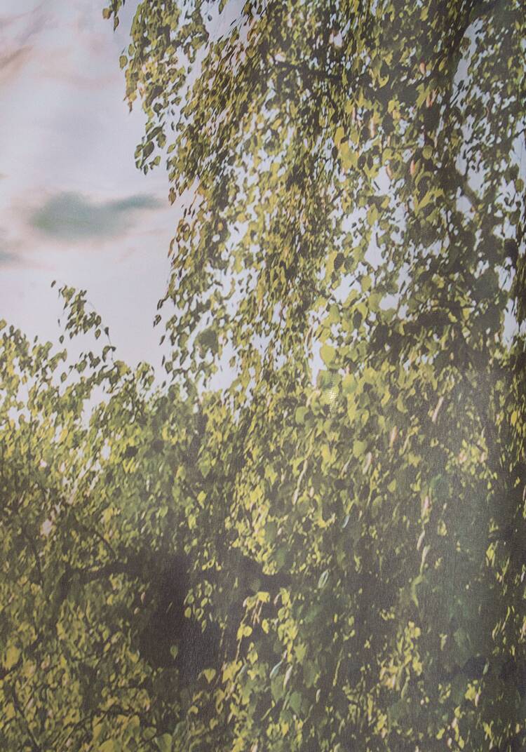 Фотошторы Рощица + тюль в подарок шир.  750, рис. 3