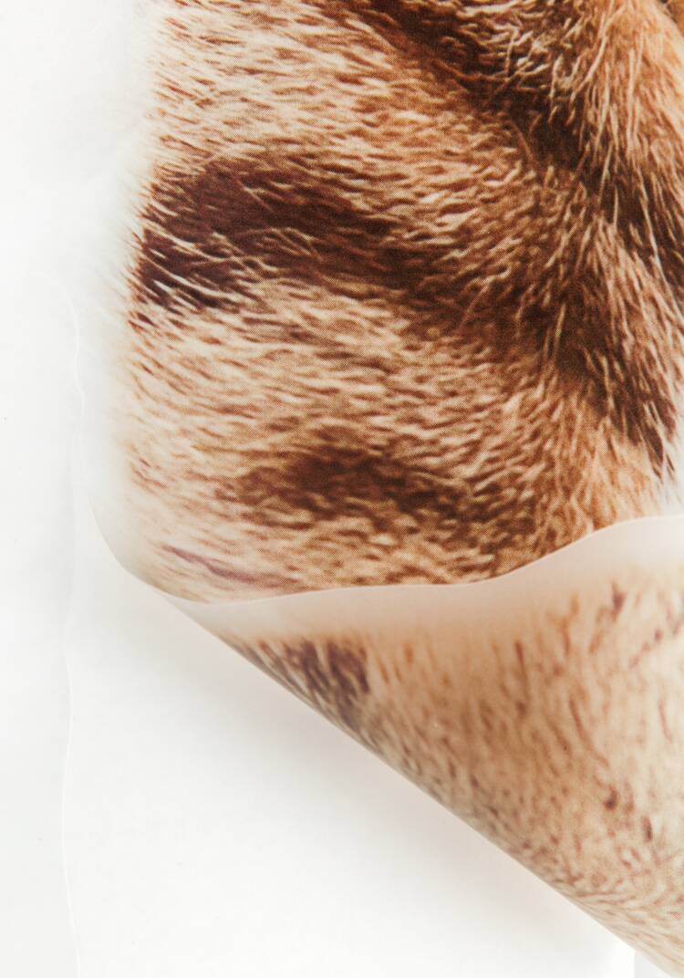 Наклейка интерьерная 3D Три кошки шир.  750, рис. 3