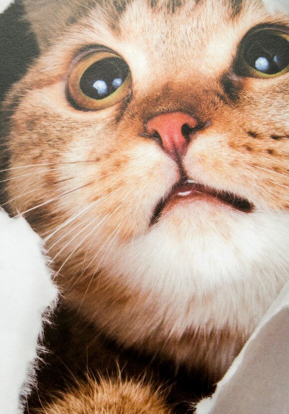 Наклейка интерьерная 3D Милая киса, 4 шт. шир.  580, рис. 12